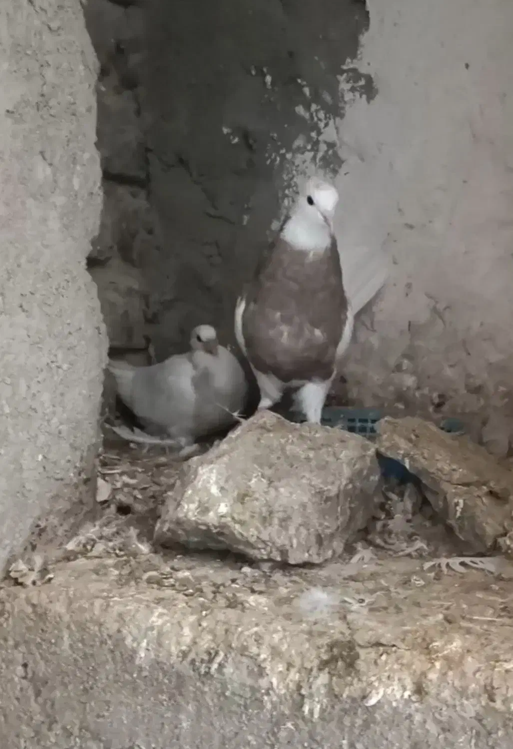 کبوتر طوقی ماده ( چهار عدد )|پرنده|کرمانشاه, |دیوار