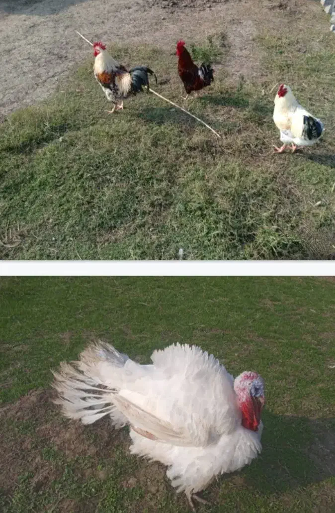 بوقلمون ارگانیک و خروس محلی|حیوانات مزرعه|سنگر, |دیوار