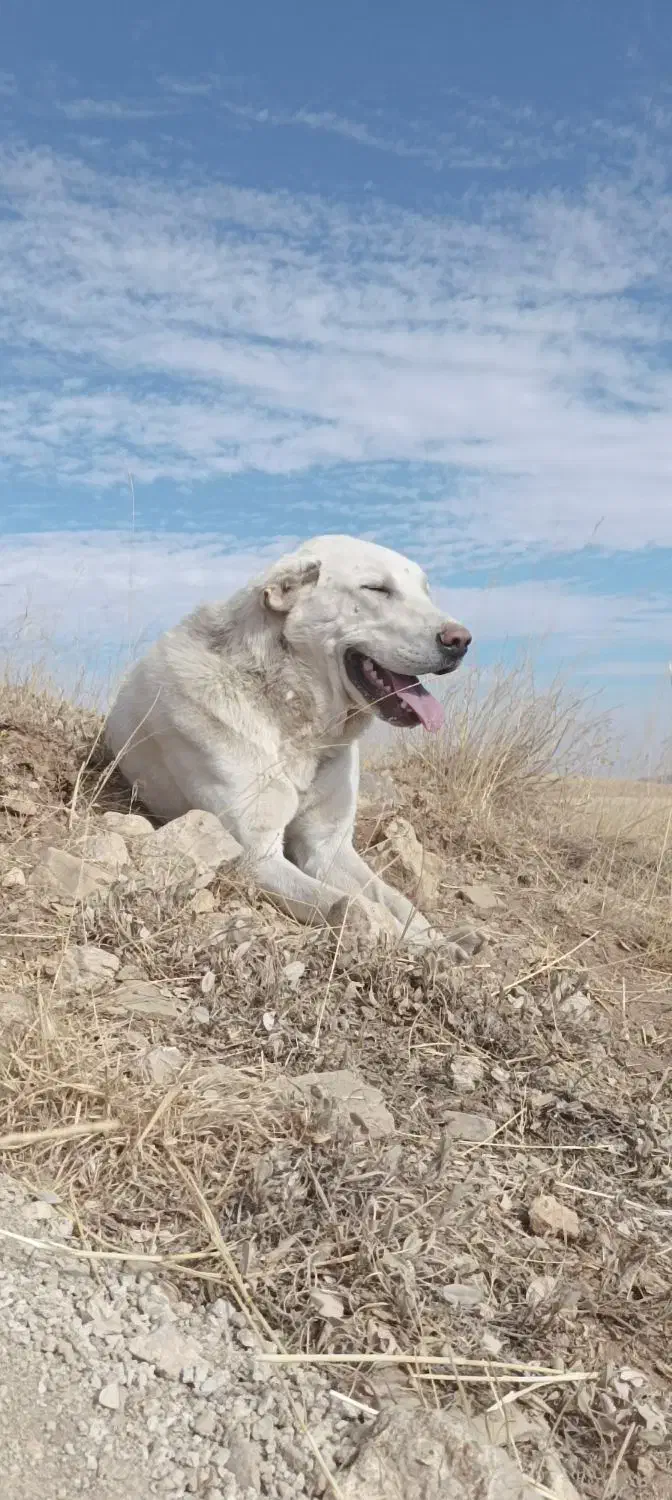 سگ عراقی|سگ|ایجرود, |دیوار