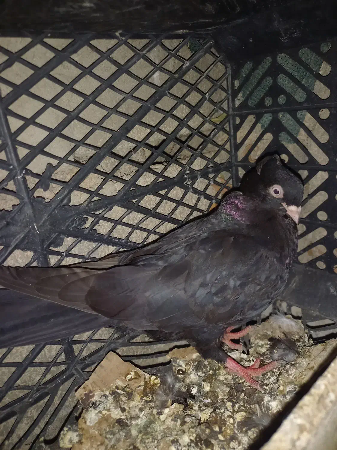 زاغ نر معاوضه با زاغ ماده|پرنده|لالی, |دیوار