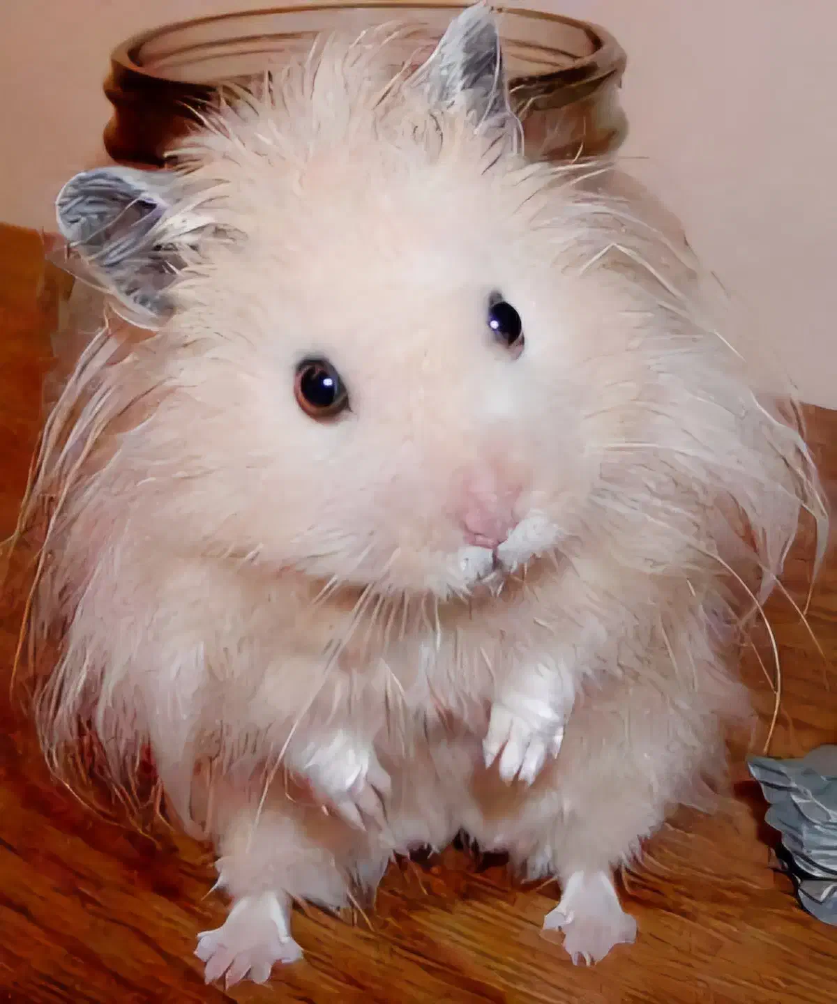 همستر سوری بامزه|موش و خرگوش|ایوان, |دیوار