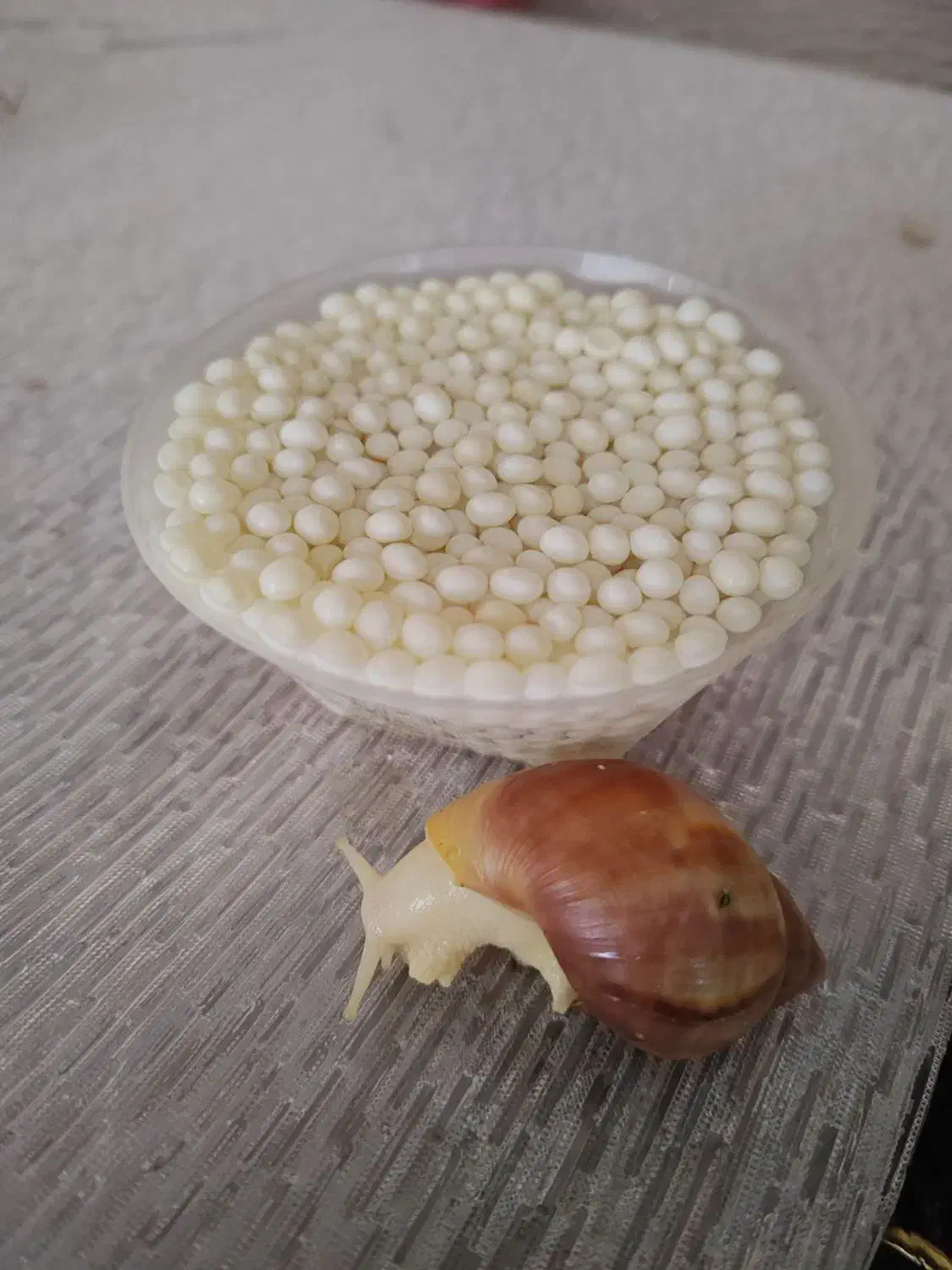 فروش حلزون و خاویار حلزون|آرایشی، بهداشتی، درمانی|گلپایگان, |دیوار