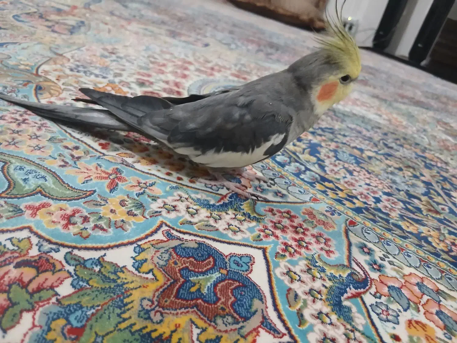 دستی وسخنگو|پرنده|ماهدشت, |دیوار