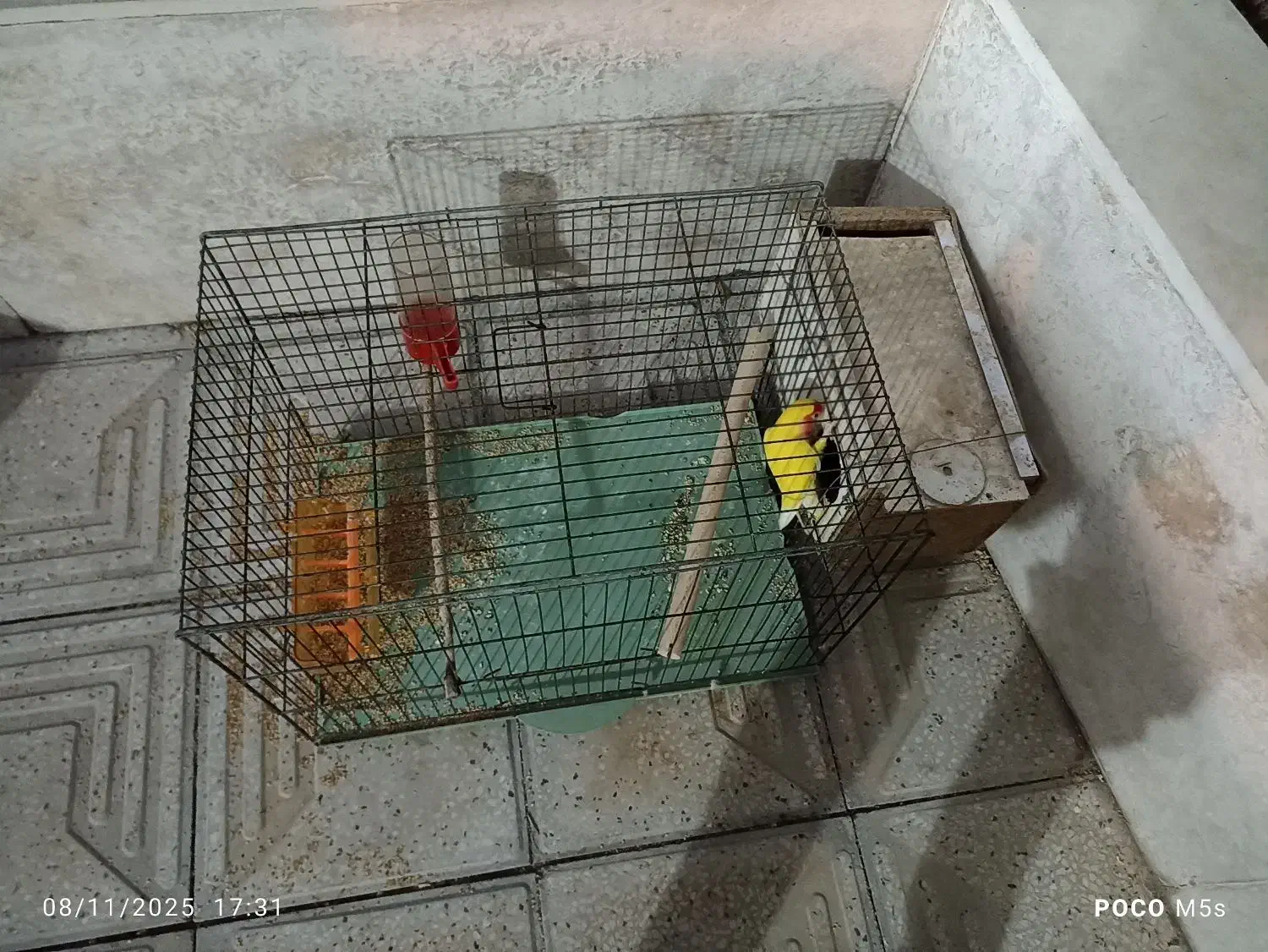 طوطی برزیلی|پرنده|جم, |دیوار