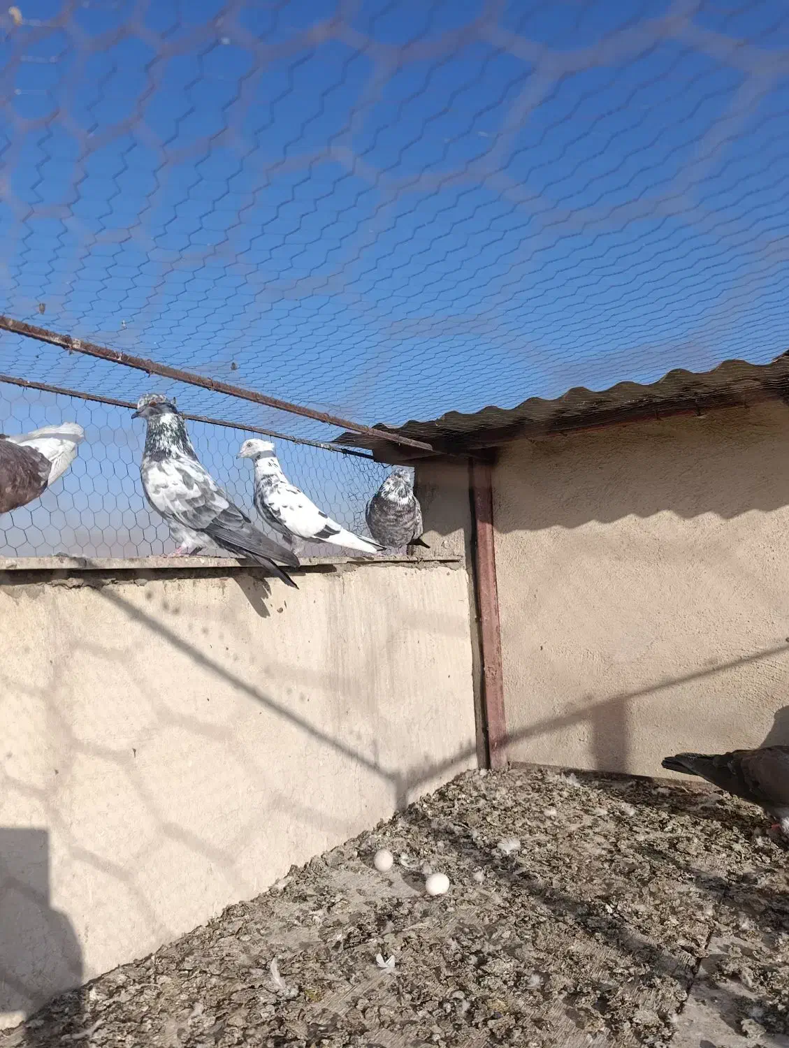 کفتر تهرانی|پرنده|محمدیه-قزوین, |دیوار