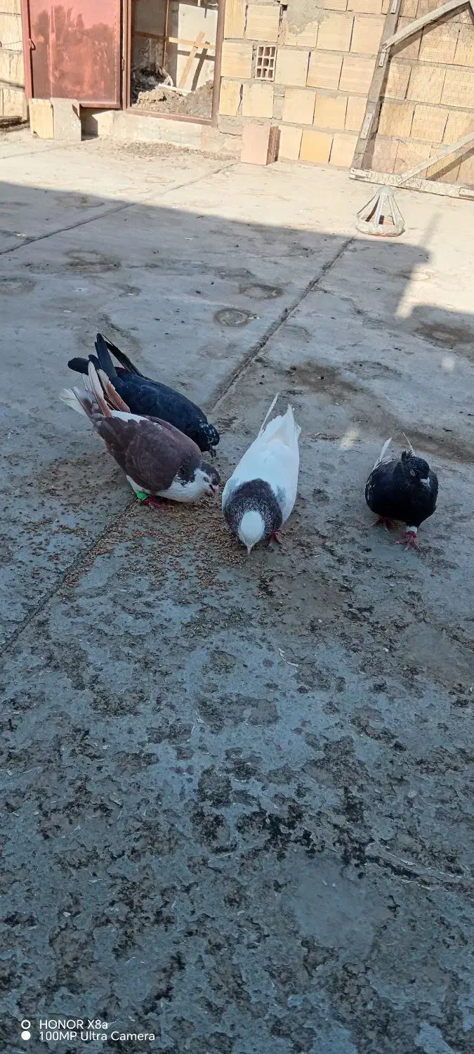 کفتررنگه|پرنده|رادکان, |دیوار