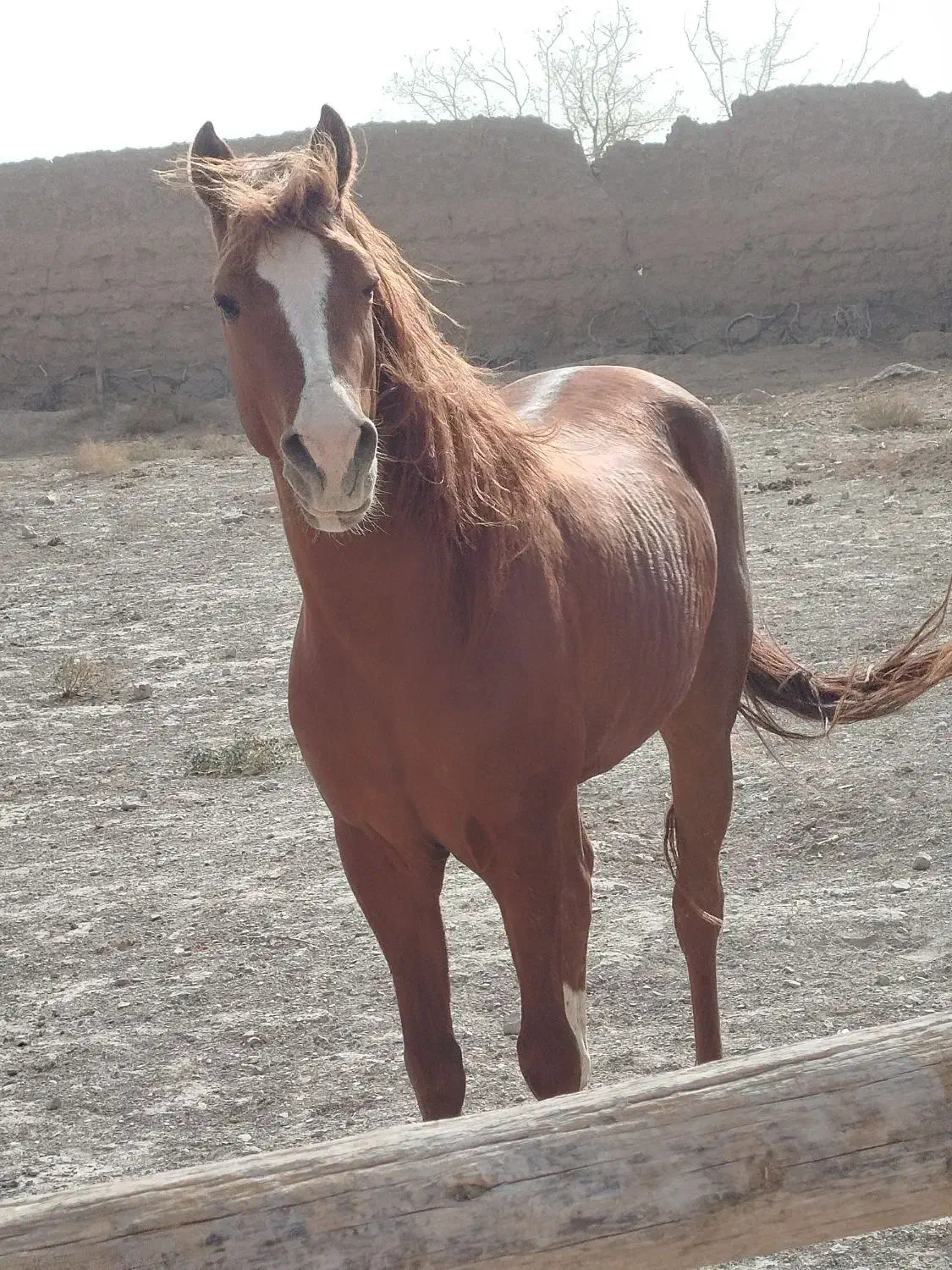 نریون یورقه|اسب و تجهیزات اسب‌سواری|زبرخان, |دیوار