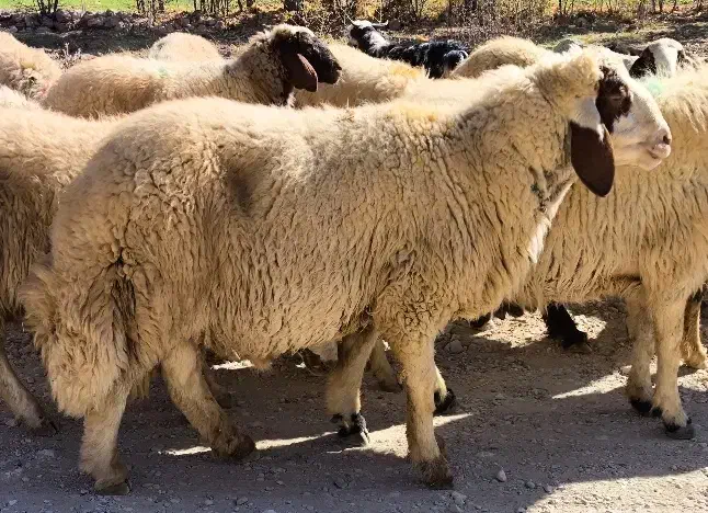 شک ورن سنجابی|حیوانات مزرعه|دالاهو, |دیوار