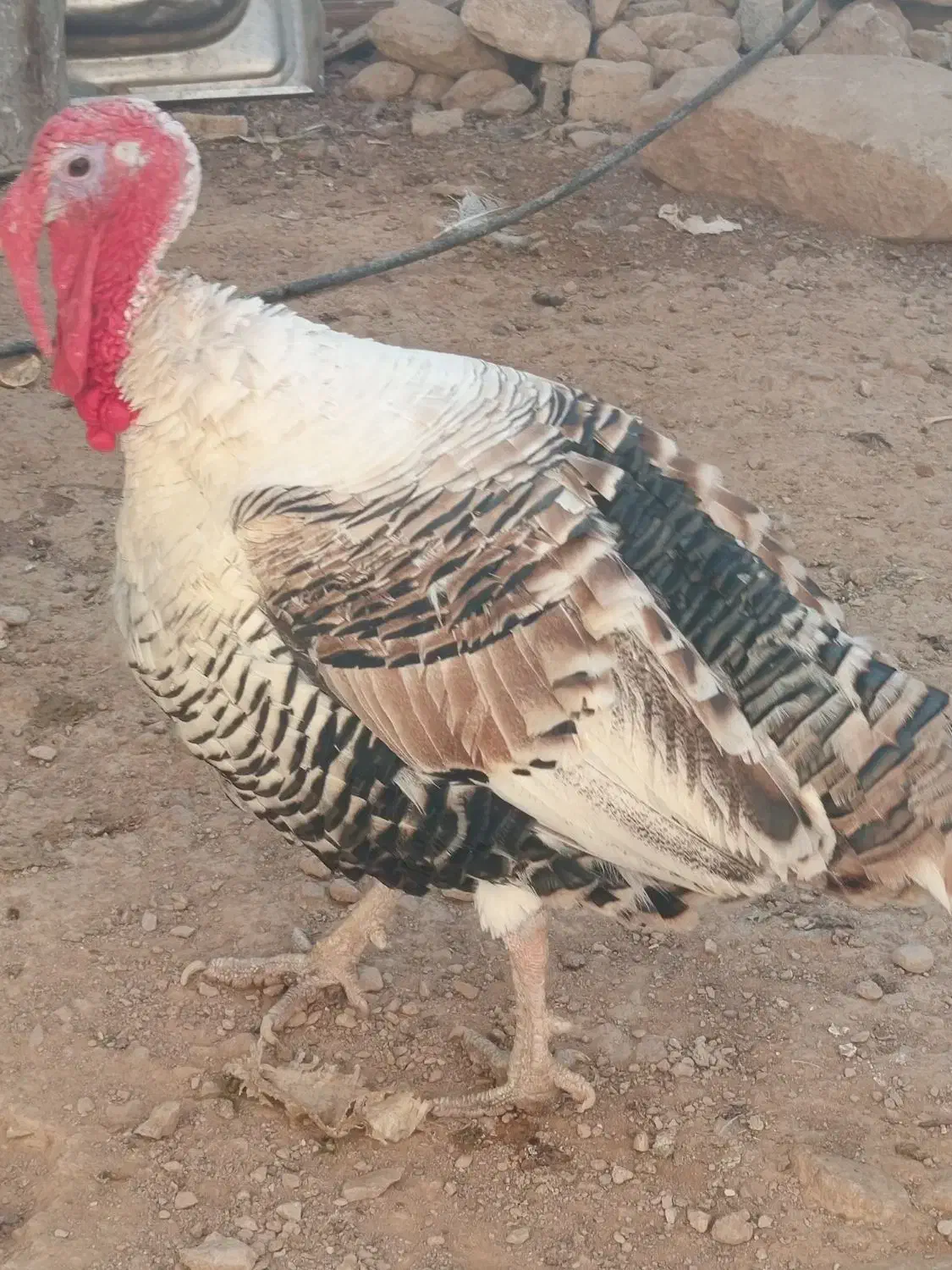 پرنده|پرنده|شیراز, کوشک بیدک|دیوار