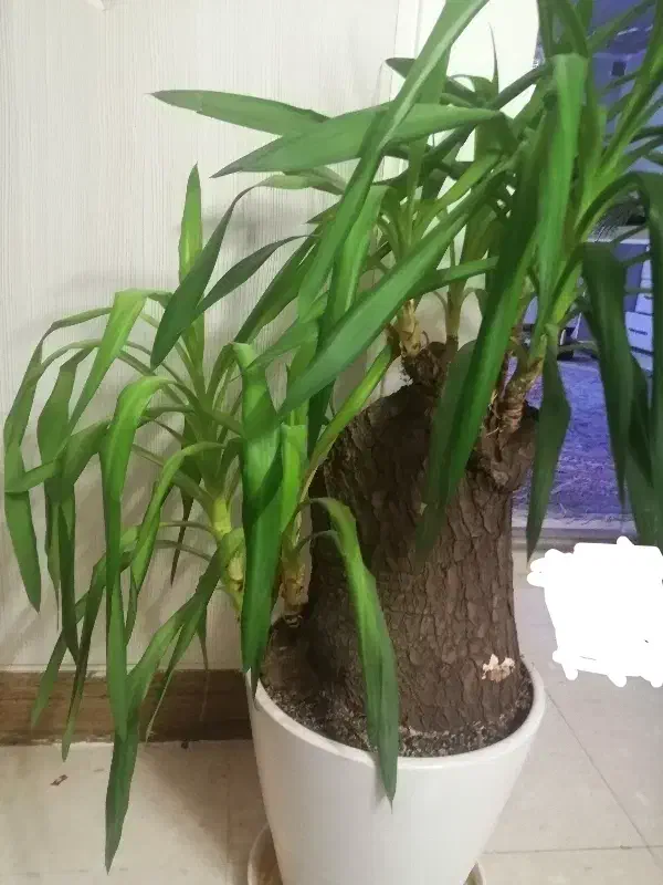 گلدان گل یوکا بسیـار زیبا|گل و گیاه طبیعی|قم, مجیدیه|دیوار