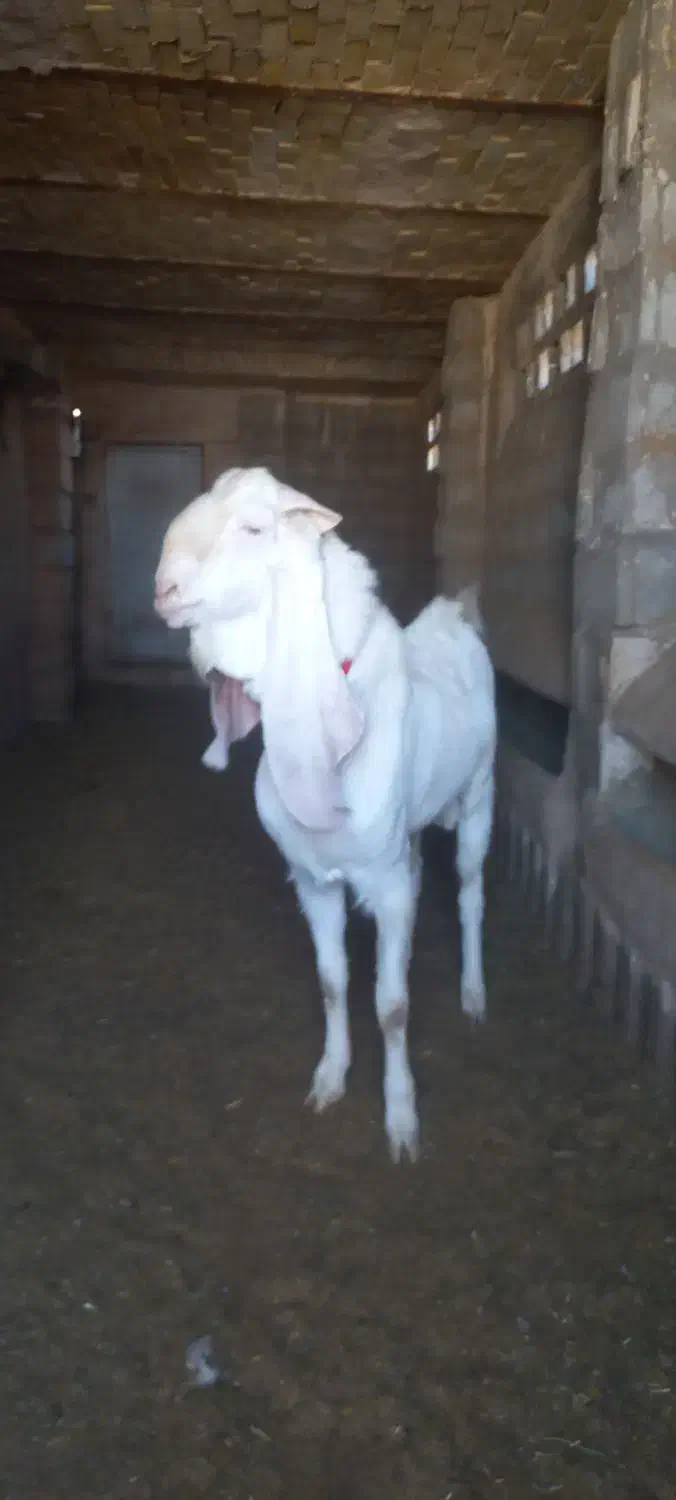 بره نر تخمی و چبوش|حیوانات مزرعه|آیسک, |دیوار