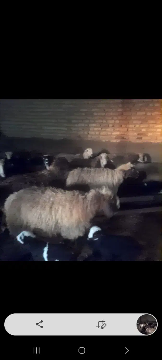 میش جوان|حیوانات مزرعه|مرودشت, نقش رستم|دیوار