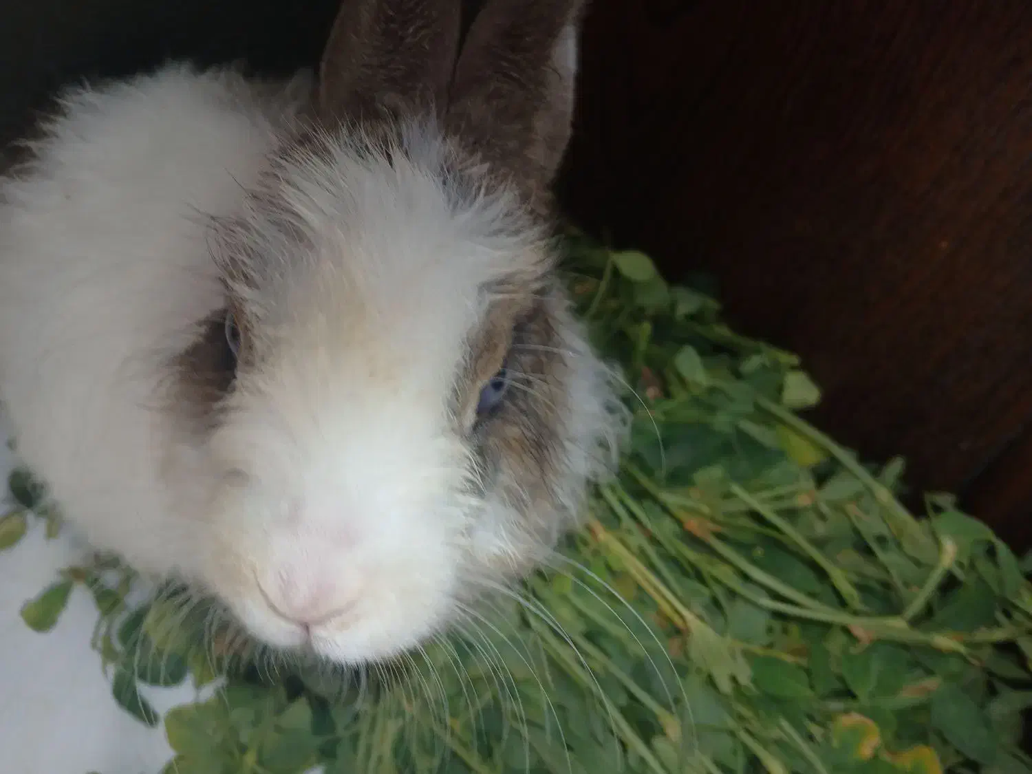 فروش خرگوش|موش و خرگوش|فولادشهر, B5|دیوار