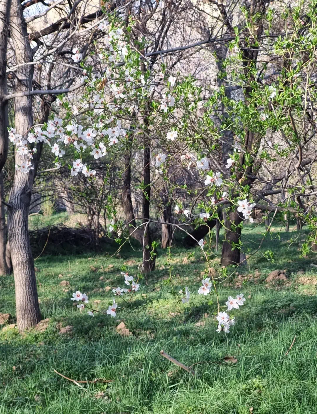 فروش باغ در روستای مزلقان|فروش زمین و ملک کلنگی|نوبران, |دیوار