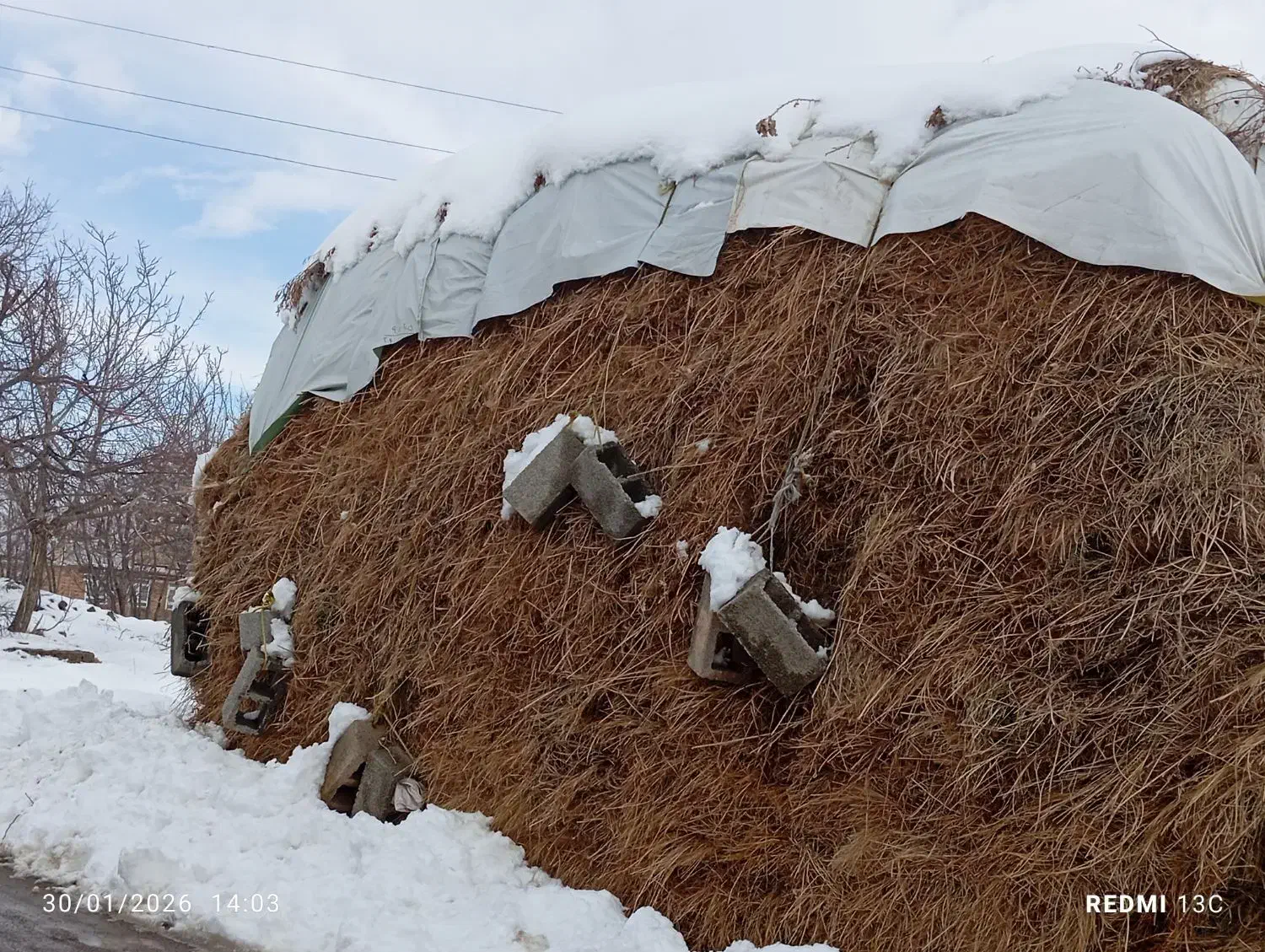 علوفه|گل و گیاه طبیعی|سیلوانه, |دیوار