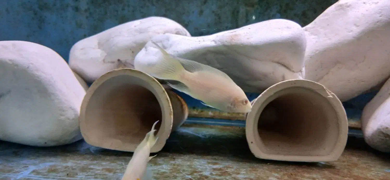 بریچاردی مولد|ماهی|مشهد, شهرک امام هادی (شهرک غرب)|دیوار