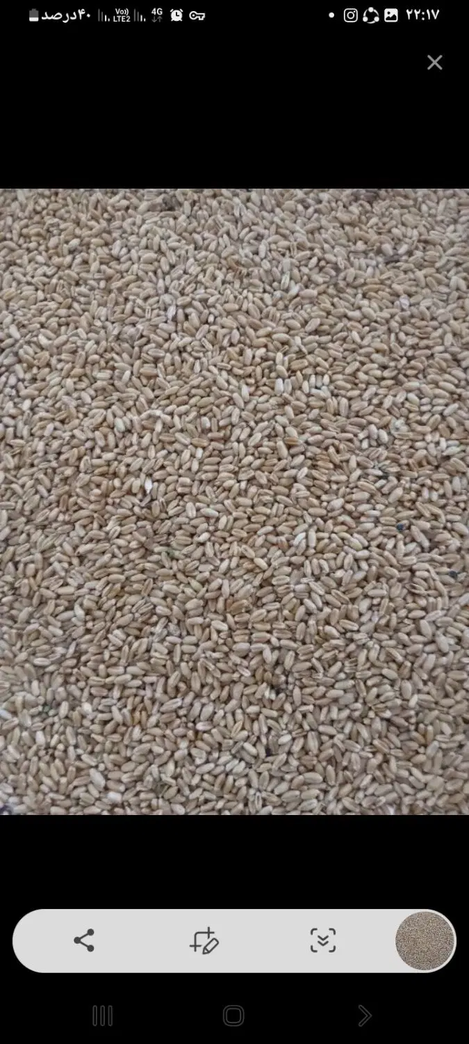 گندم|خوردنی و آشامیدنی|گرگان, |دیوار