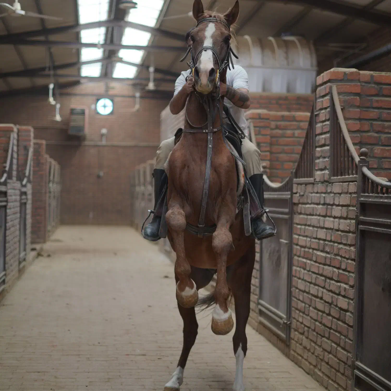 باشگاه سوار کاری اصطبل|اسب و تجهیزات اسب‌سواری|بهار, |دیوار