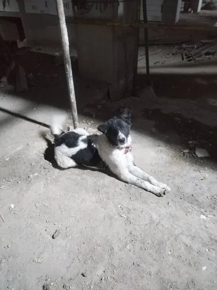 سگ نگهبان زرنگ|سگ|مشهد, آبادگران|دیوار