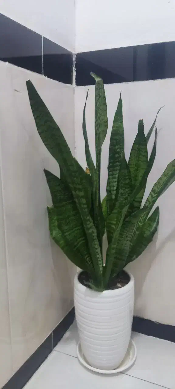 گل طبیعی|گل و گیاه طبیعی|کرمانشاه, |دیوار