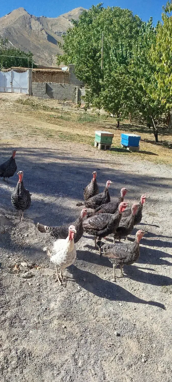 فروش بوقلمون|حیوانات مزرعه|لردگان, |دیوار