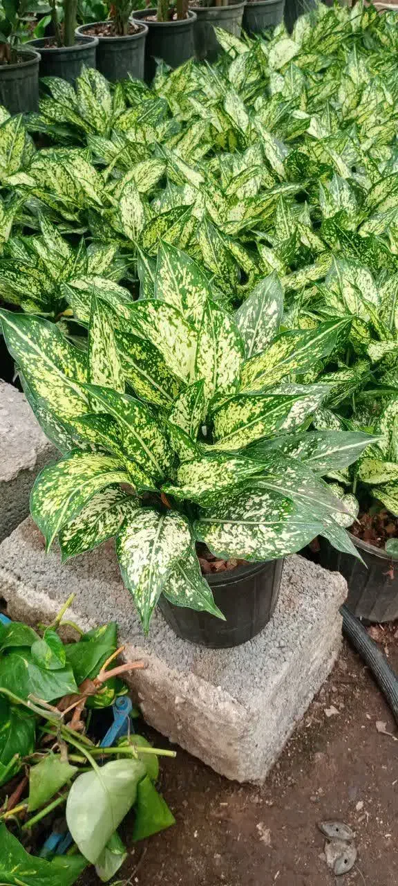 کامپکت سطل 3و4  آگلونما سطل 4|گل و گیاه طبیعی|عباس‌آباد, |دیوار