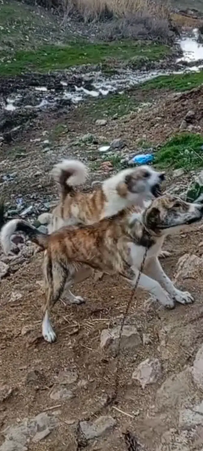 کله خراب|سگ|ایلام, |دیوار