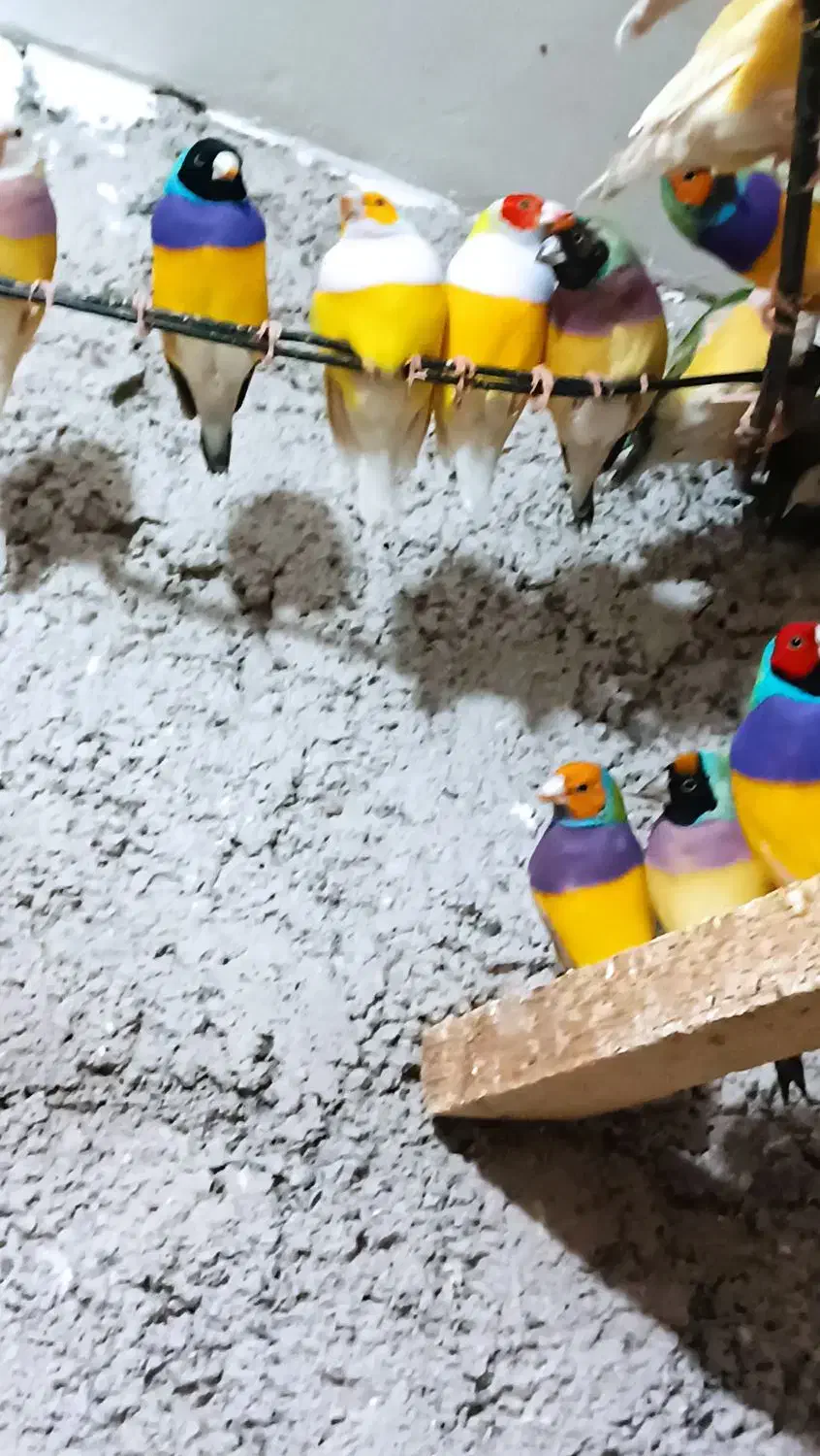 گلدین فروشی فقط از تو سالن خودت انتخاب کن|پرنده|گوراب زرمیخ, |دیوار