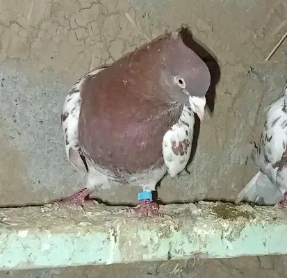 کبوتر نر|حیوانات|پارس‌آباد, |دیوار