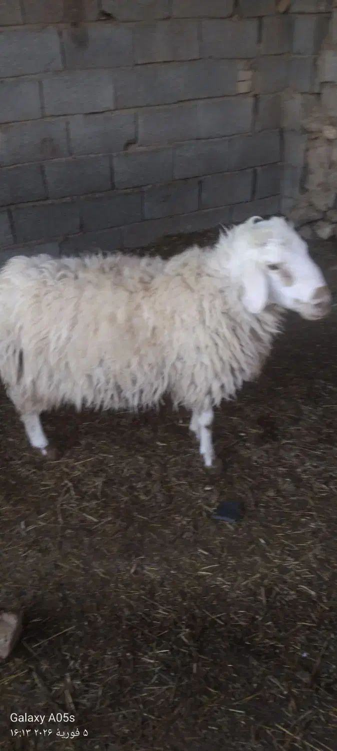 بره فروشی|حیوانات مزرعه|مود, |دیوار