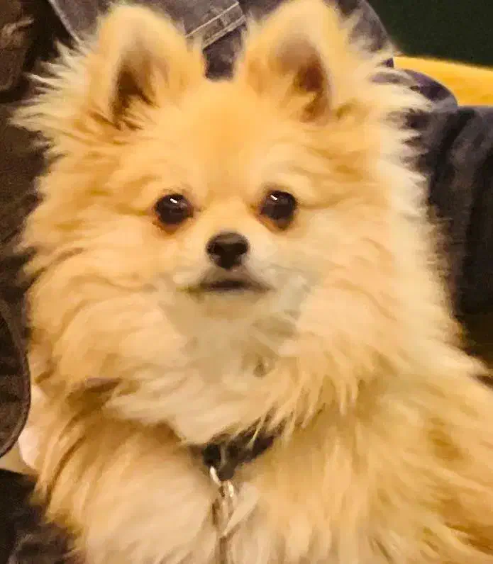 سگ پامر عروسکی|سگ|کرمان, |دیوار