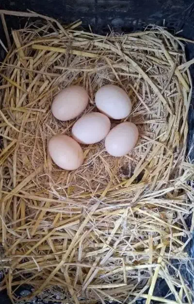 تخم مرغ محلی(بومی)|خوردنی و آشامیدنی|ماسال, |دیوار