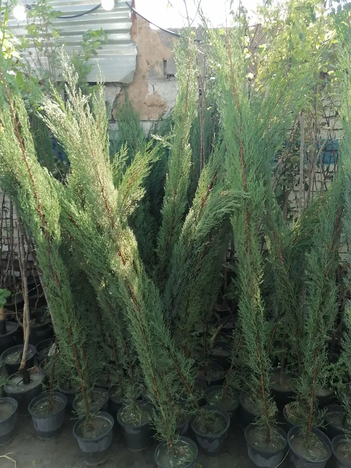 موسسه تولید به مصرف(گل)|خدمات باغبانی و درختکاری|رفسنجان, |دیوار