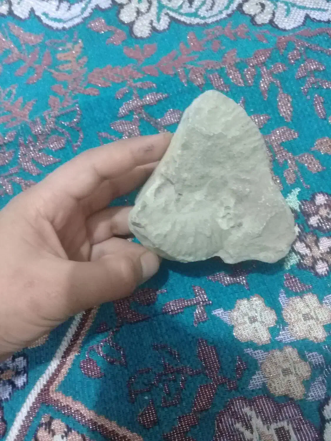 فسیل‌صدف‌و‌مسیل‌حیوان‌در‌یایی‌‌‌چند‌سا‌له|کلکسیون و سرگرمی|مشهد, رده|دیوار