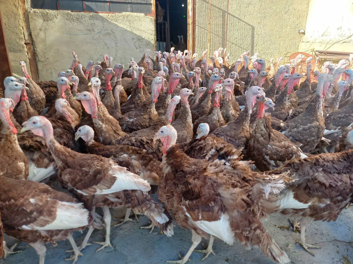 بوقلمون بوربون|حیوانات مزرعه|روانسر, |دیوار