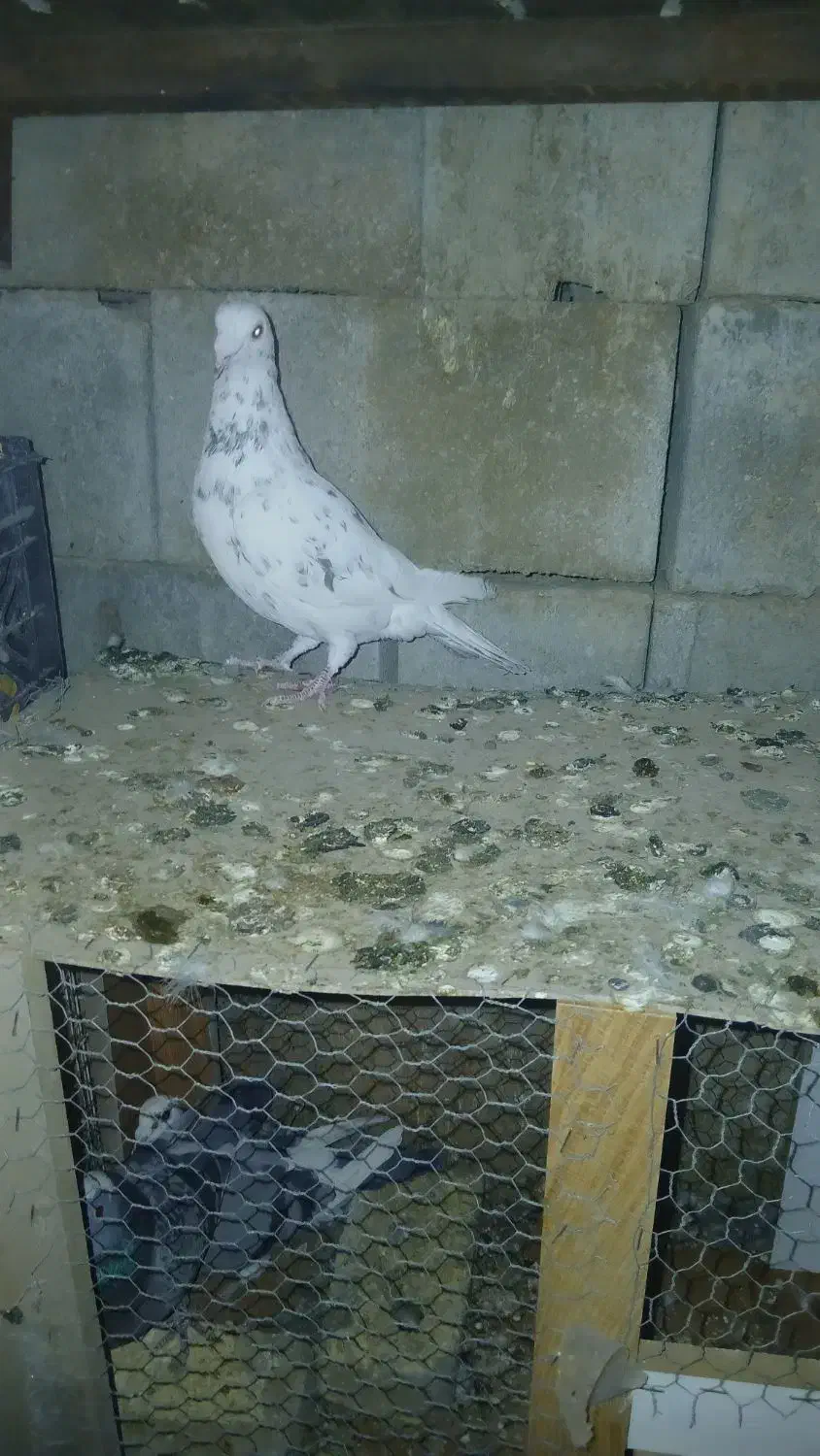 کبوتر|پرنده|لار, |دیوار