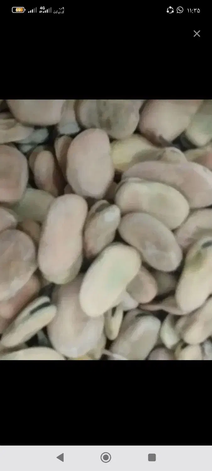 باقالی بذر گرگان|خوردنی و آشامیدنی|دره شهر, |دیوار