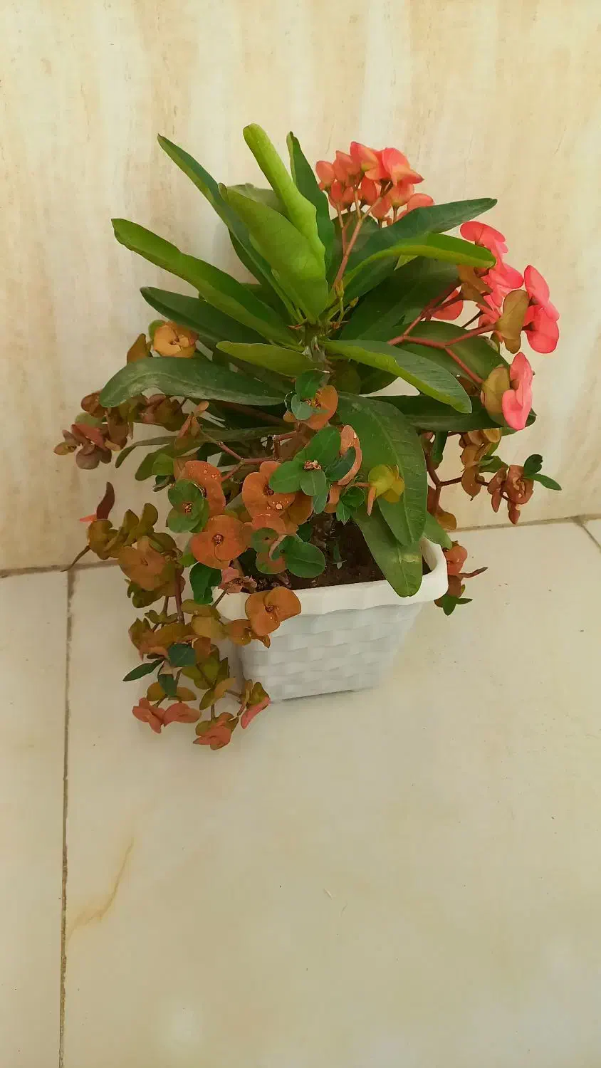 گل مرجان گلدرشت|گل و گیاه طبیعی|تبریز, |دیوار