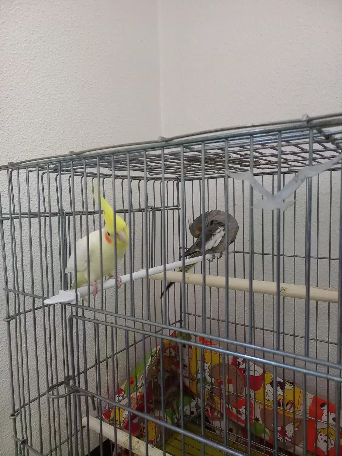 یک جفت عروس هلندی کاملا دستی|پرنده|شاهینشهر, شهرک میلاد|دیوار