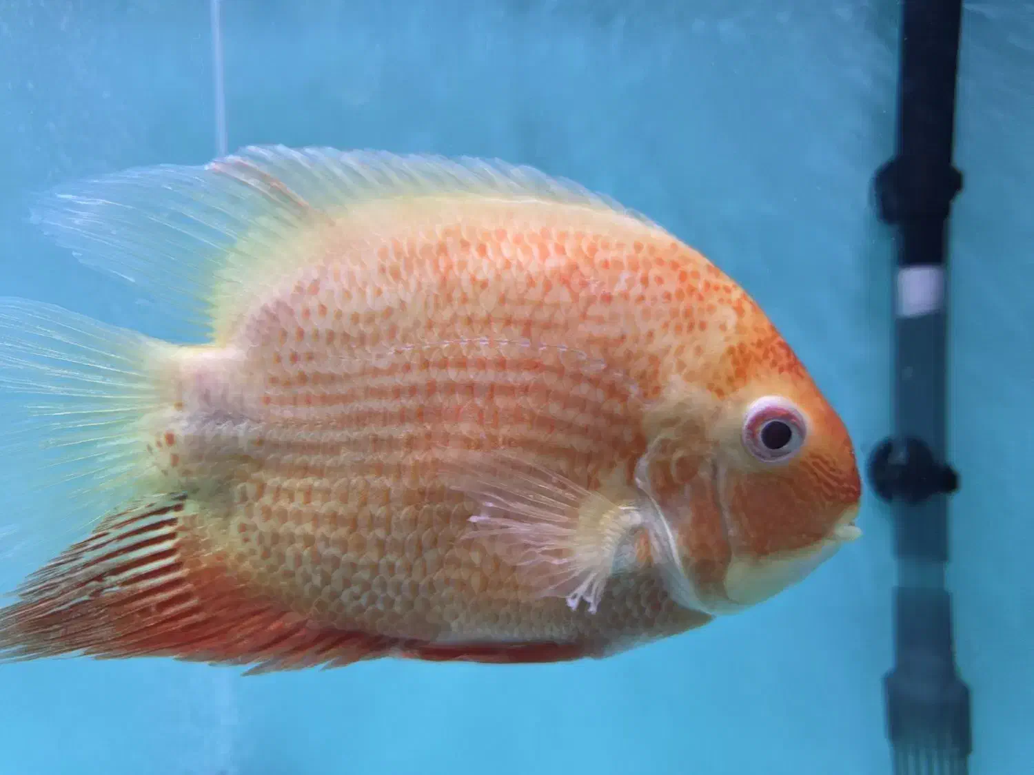 پرت کینگ غول پیکر...سورم رداسپات سایز فوق درشت|ماهی|اصفهان, مسجد مصلی|دیوار