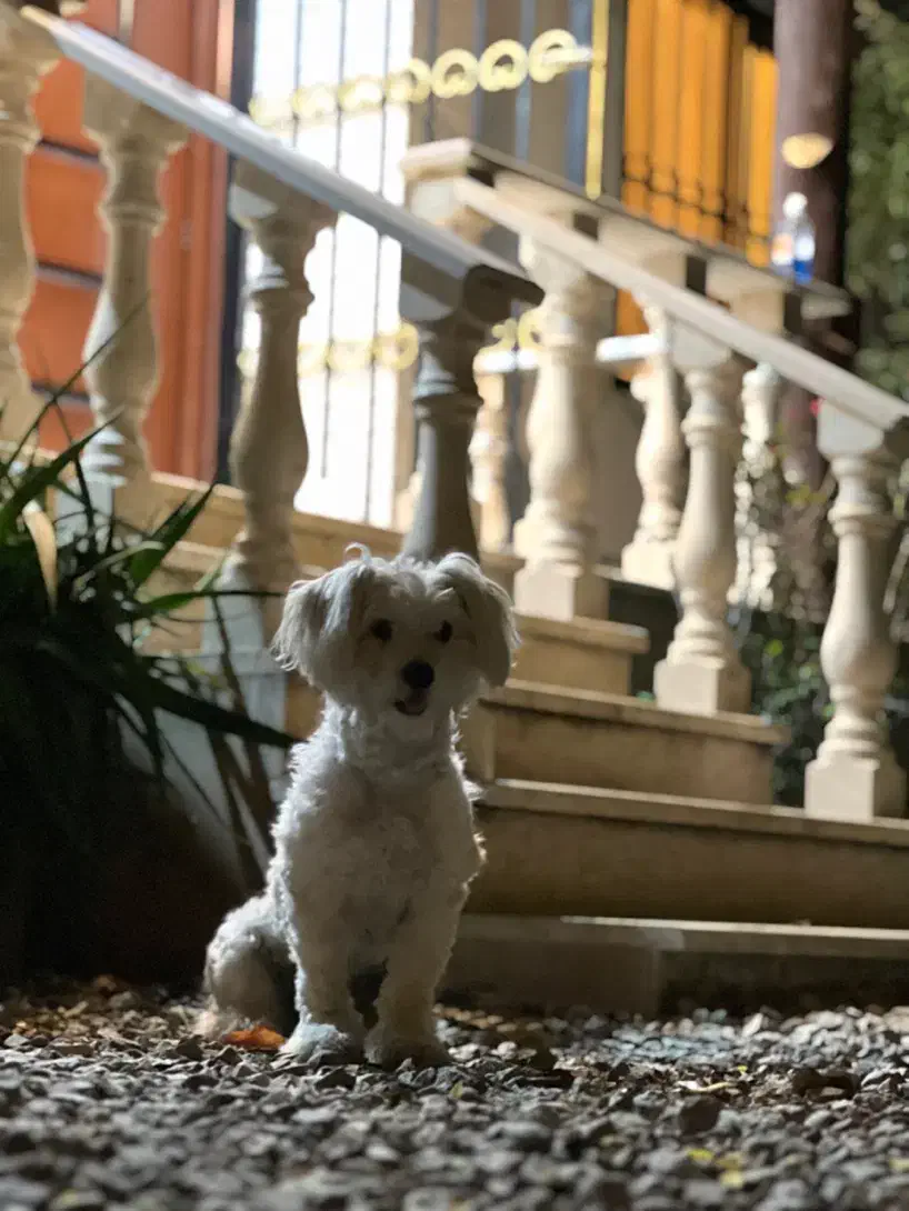 تریر|سگ|تبریز, |دیوار