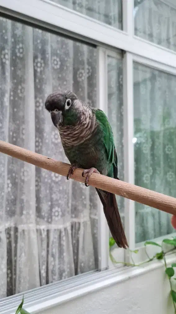 گرینچیک|پرنده|تهران, جنت‌آباد مرکزی|دیوار