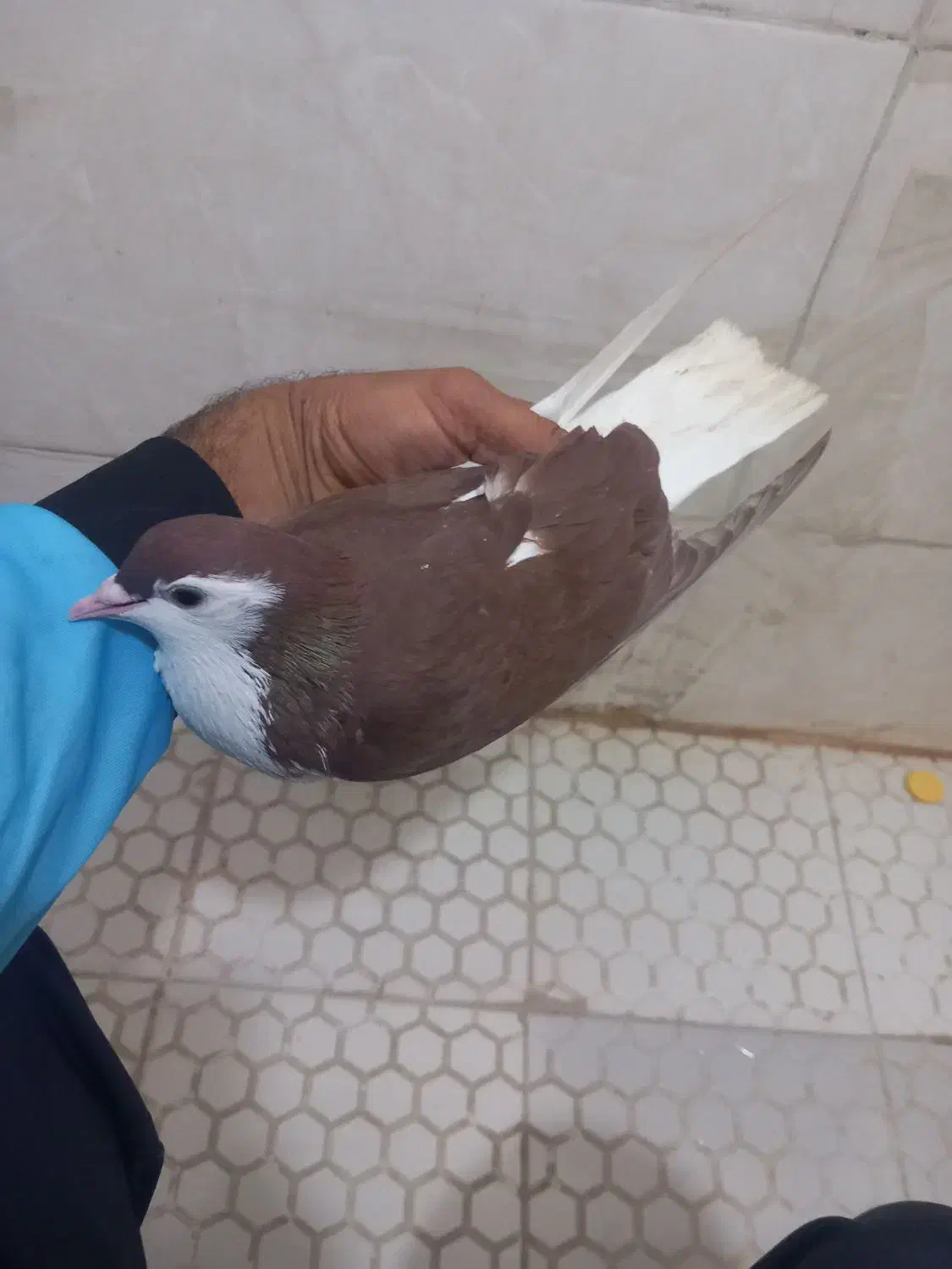 جفت چپی|پرنده|اهواز, کوی پیروزی|دیوار