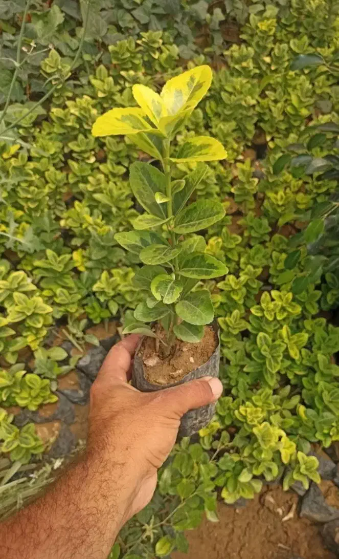 شمشاد و تروون|عمدهفروشی|چهارباغ, |دیوار