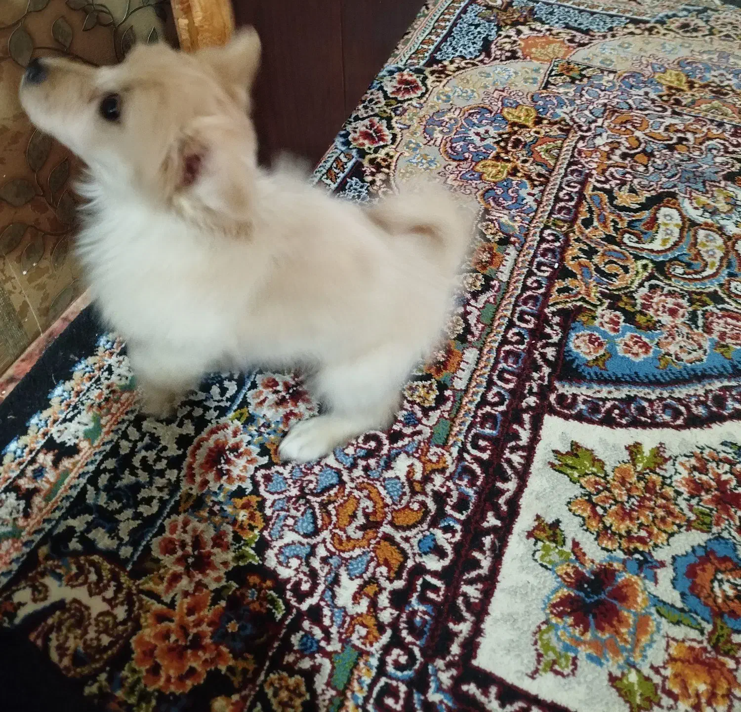 سگ بازیگوش نر|سگ|زرند, |دیوار