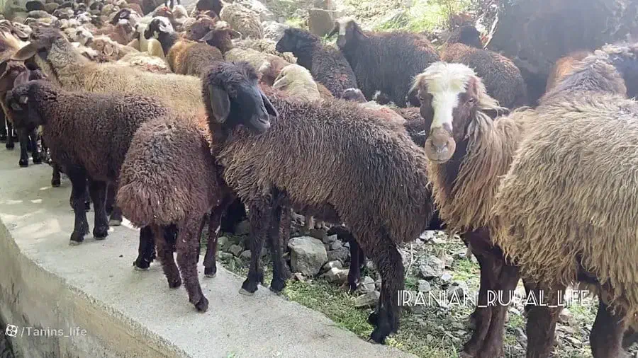 گوسفند زنده بره میش شیشک بزغاله|حیوانات مزرعه|قم, سراجه (۱۵ خرداد)|دیوار