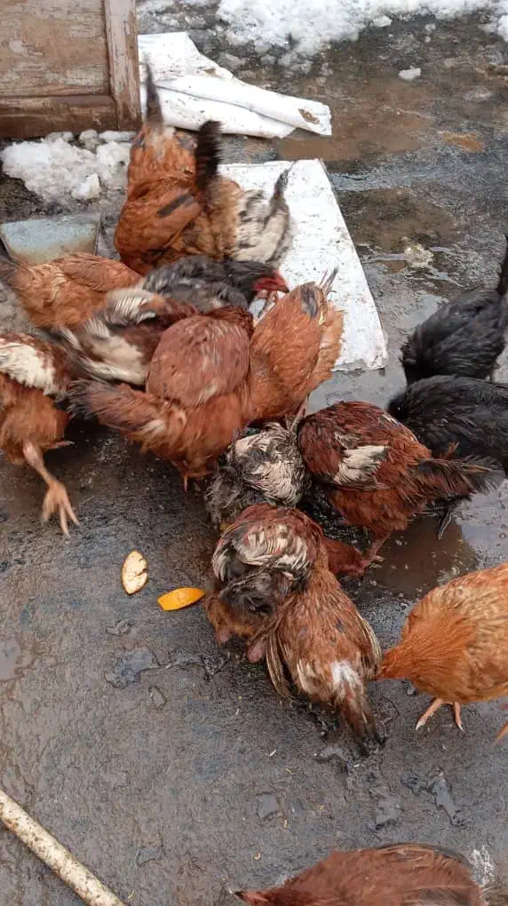 مرغ خونگی|حیوانات مزرعه|شاهین‌شهر, چمران|دیوار