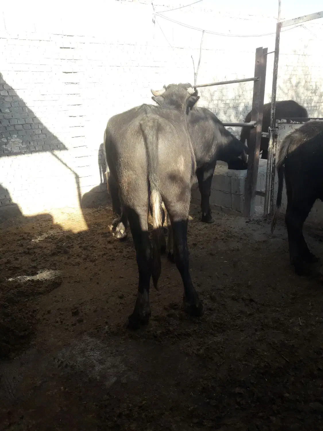 گاومیش نر درسوسنگرد|حیوانات مزرعه|سوسنگرد, |دیوار