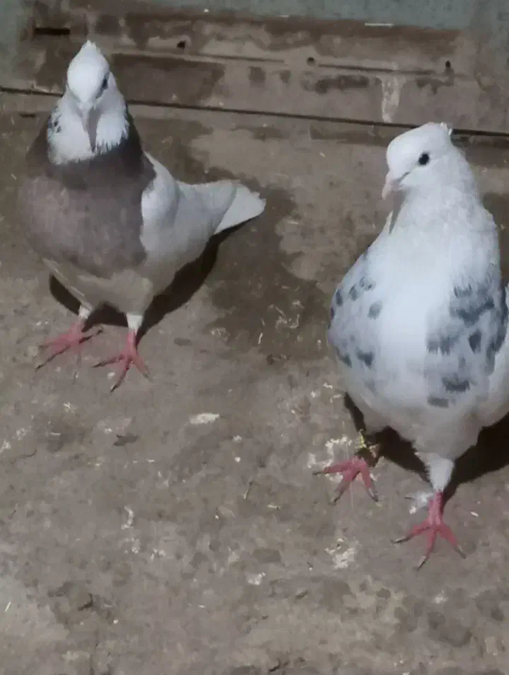 کبوتر|پرنده|دهگلان, |دیوار