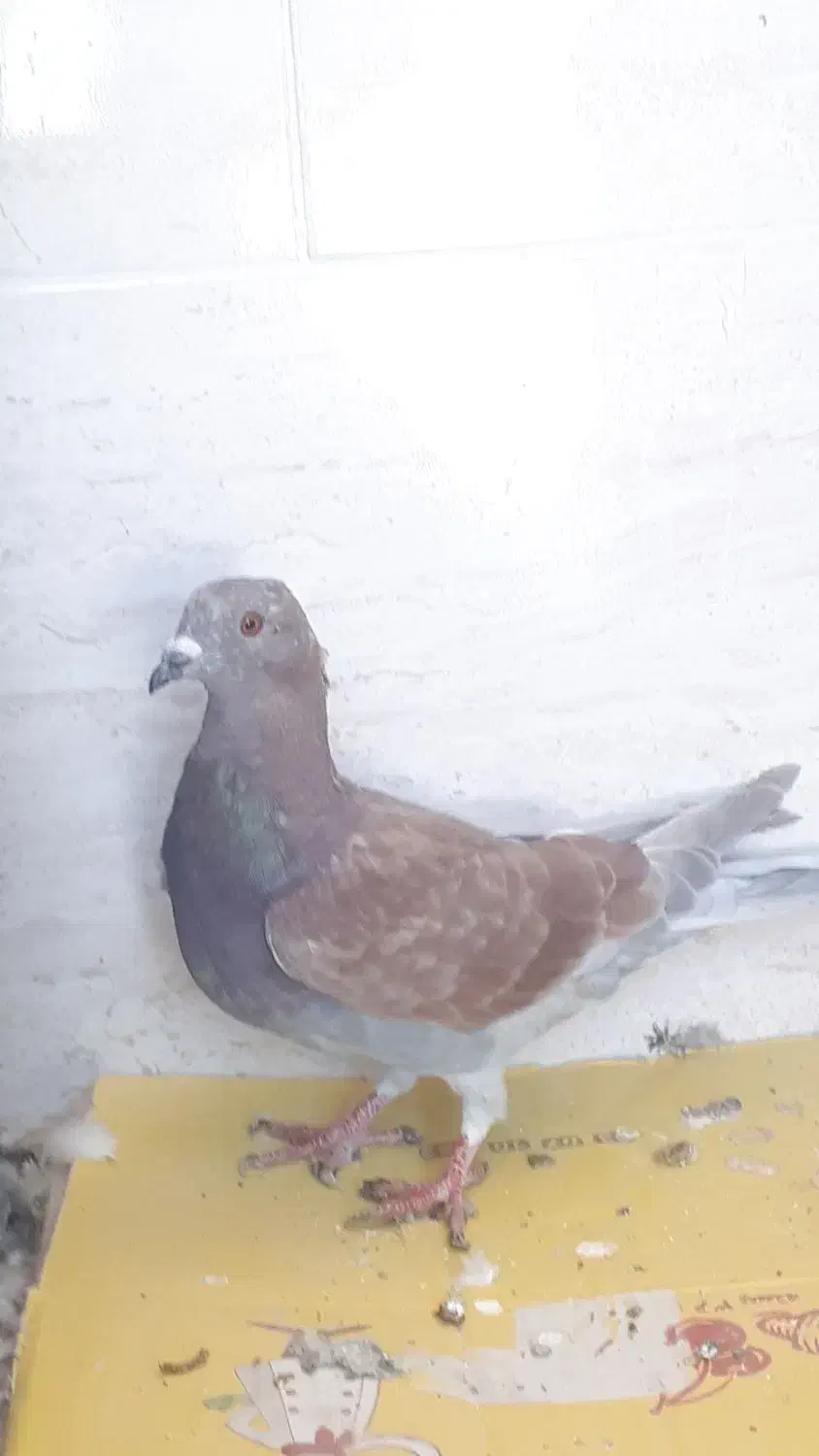 کفتر گرفتنی|پرنده|شیراز, کرونی(خاتونک)|دیوار